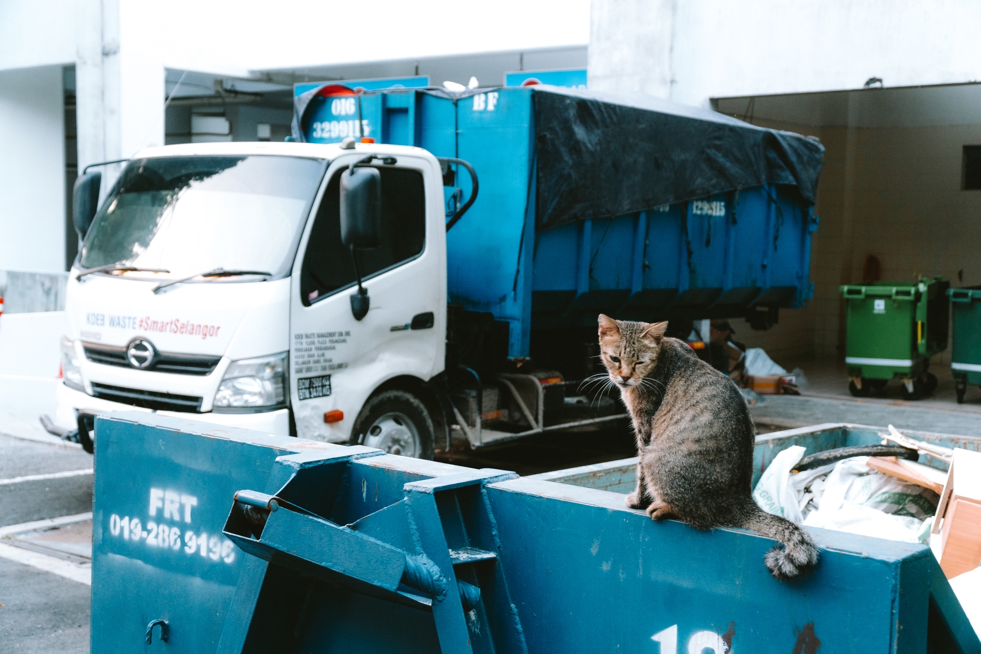 A tabby cat sits perched atop a blue dumpster, with a waste truck in the background.