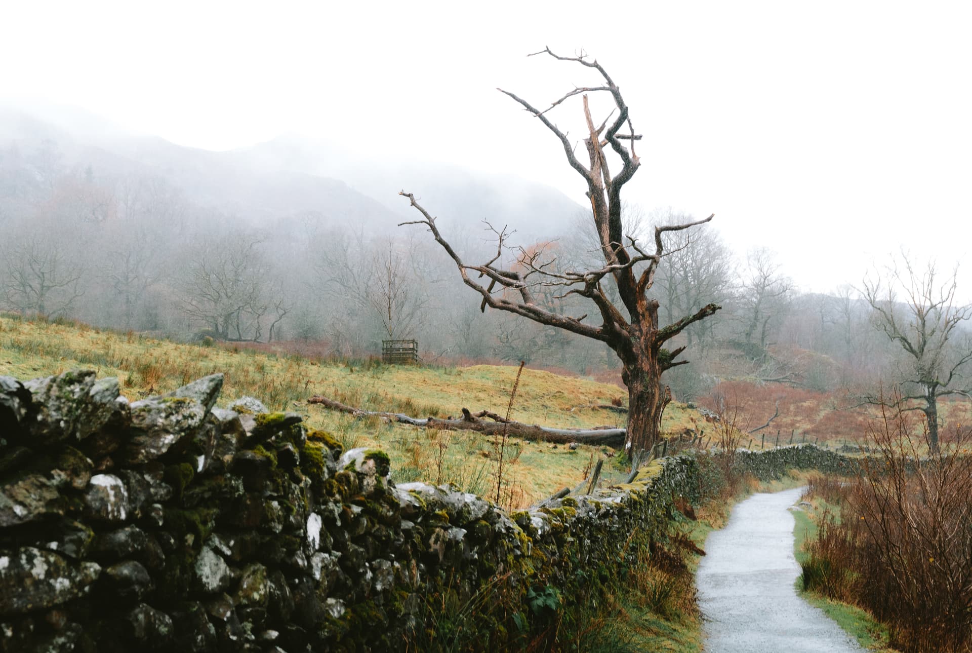 Dead-Tree-Fog-Path-Lakes.jpg