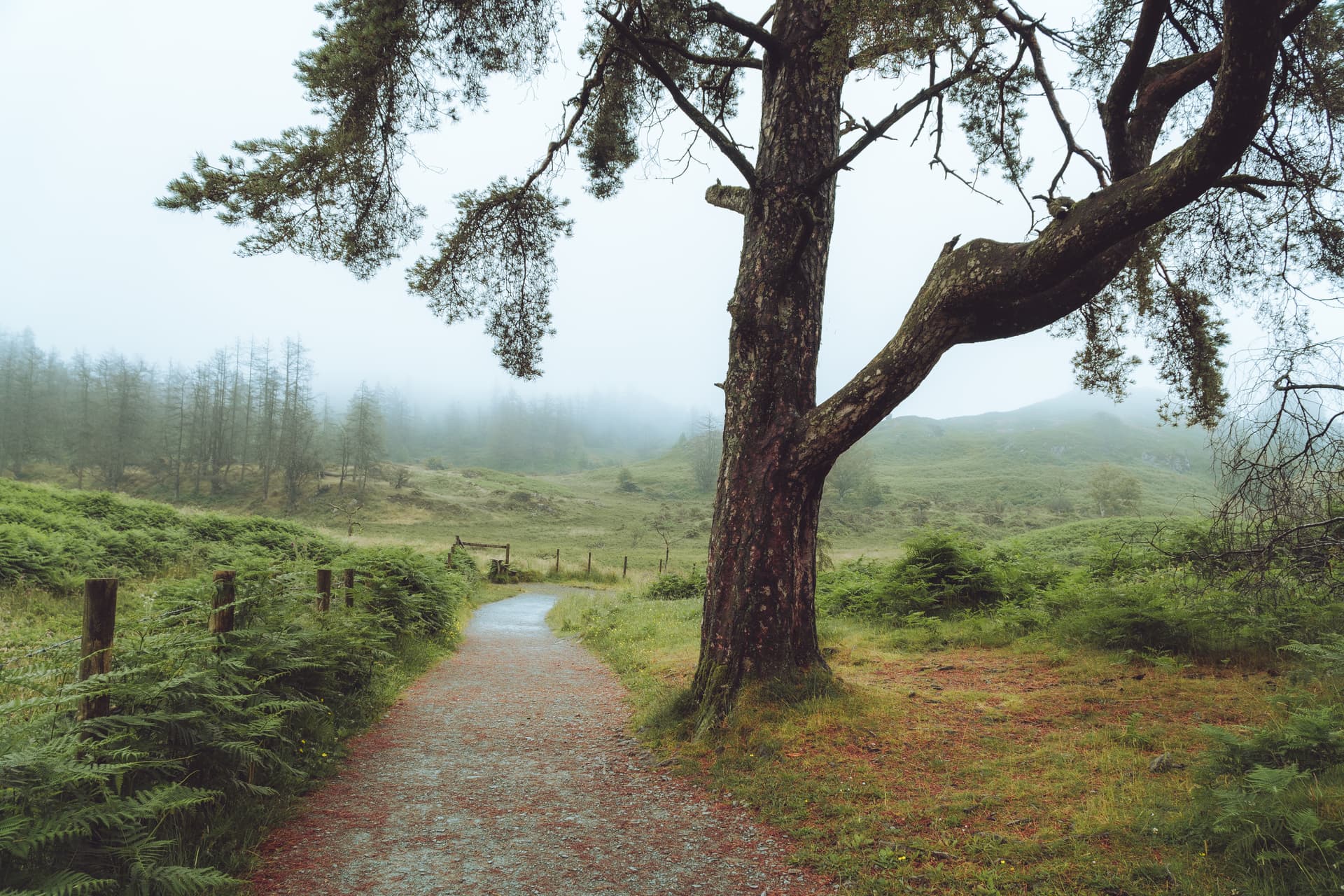 Lakes-Mist-Fog-Tree.jpg
