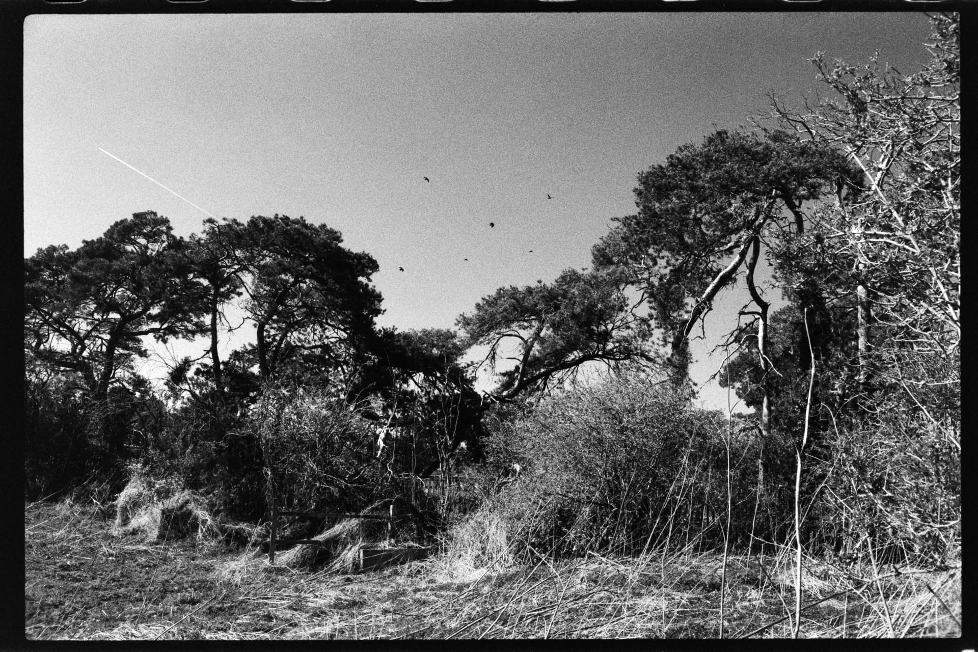 2025-04-05-film-1-3.jpg