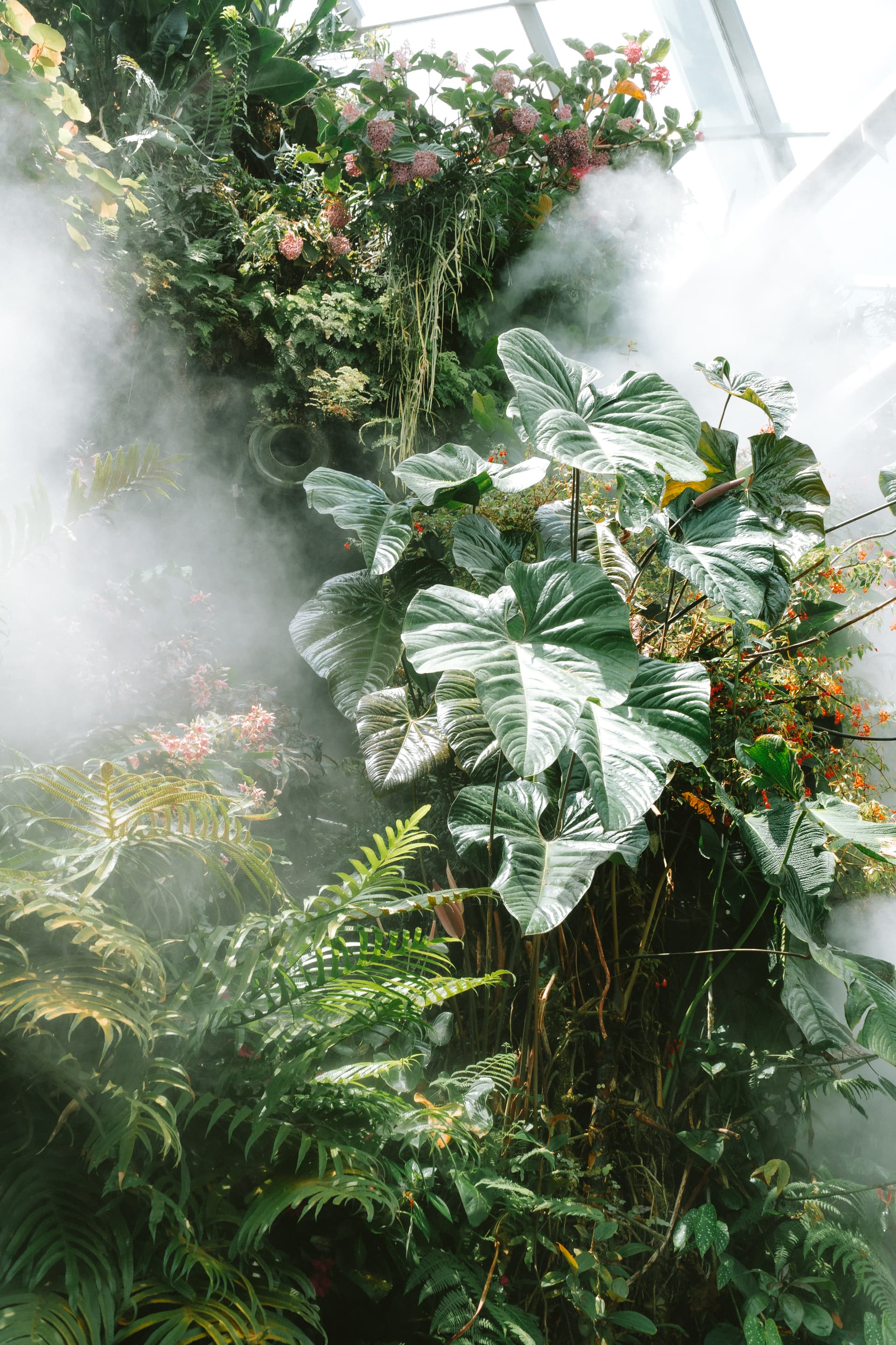 Lush tropical foliage enveloped in ethereal mist, creating a serene and dreamlike atmosphere.
